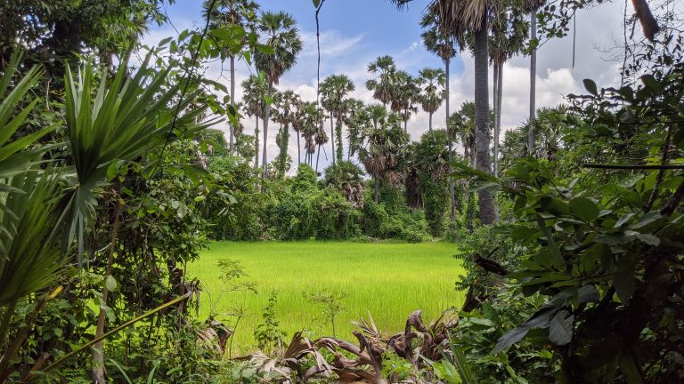Lush green rice fields during rainy season near Kampot