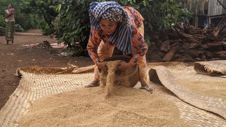 A woman drying harvested rice in Kampot
