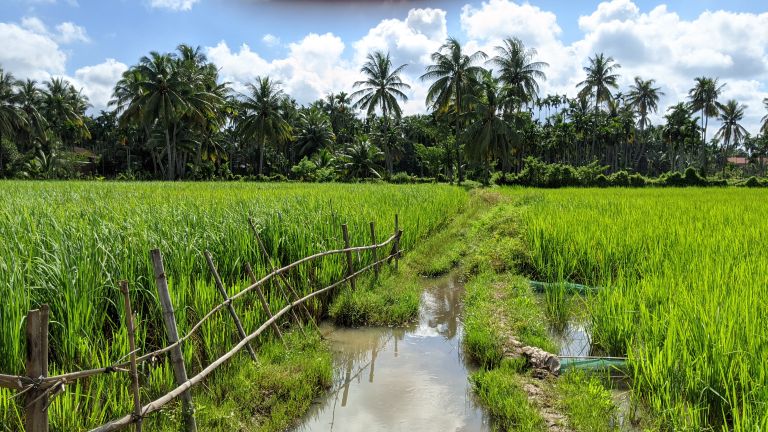 Rice fields near Kampot growing heavy before harvest