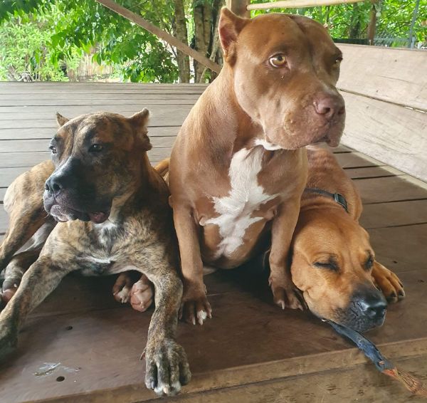 Kampot Dog Sanctuary