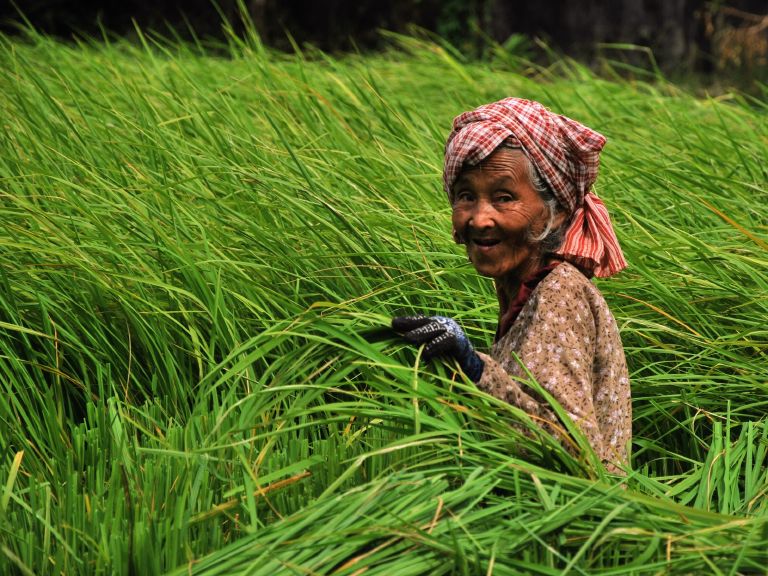 Rice farmer in the countryside near Kampot
