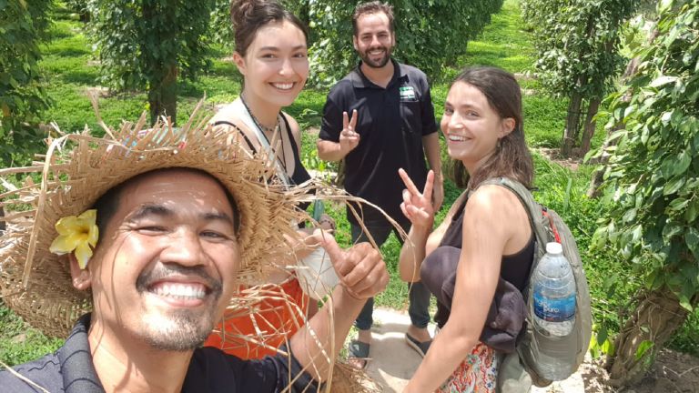 Rows of pepper vines climbing support poles on a Kampot pepper farm.